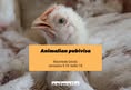Animalia