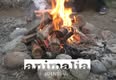 Animalia