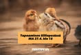 Animalia