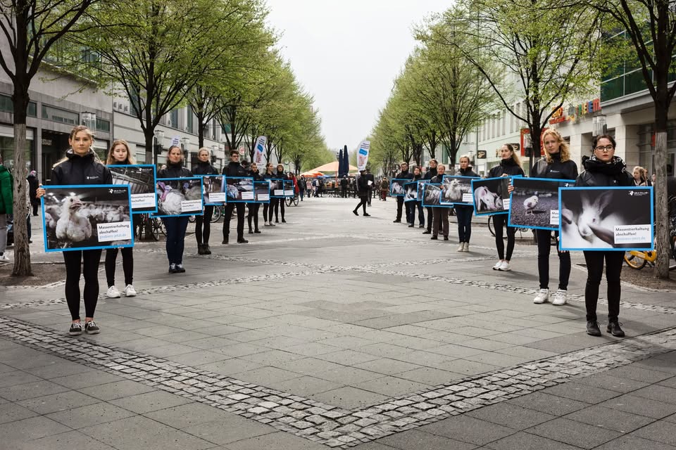 Albert Schweitzer Stiftung für unsere Mitwelt