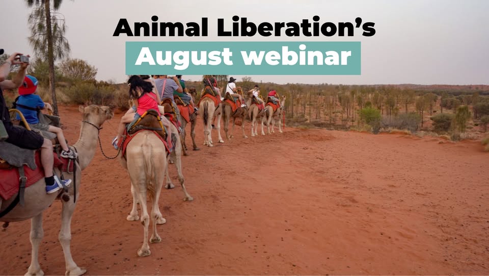 Animal Liberation