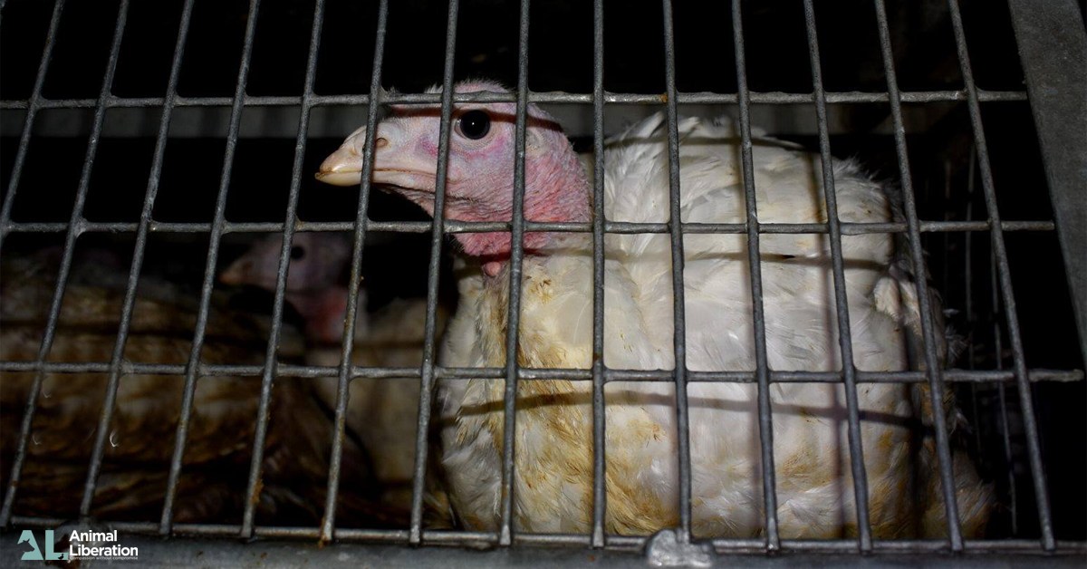 Animal Liberation