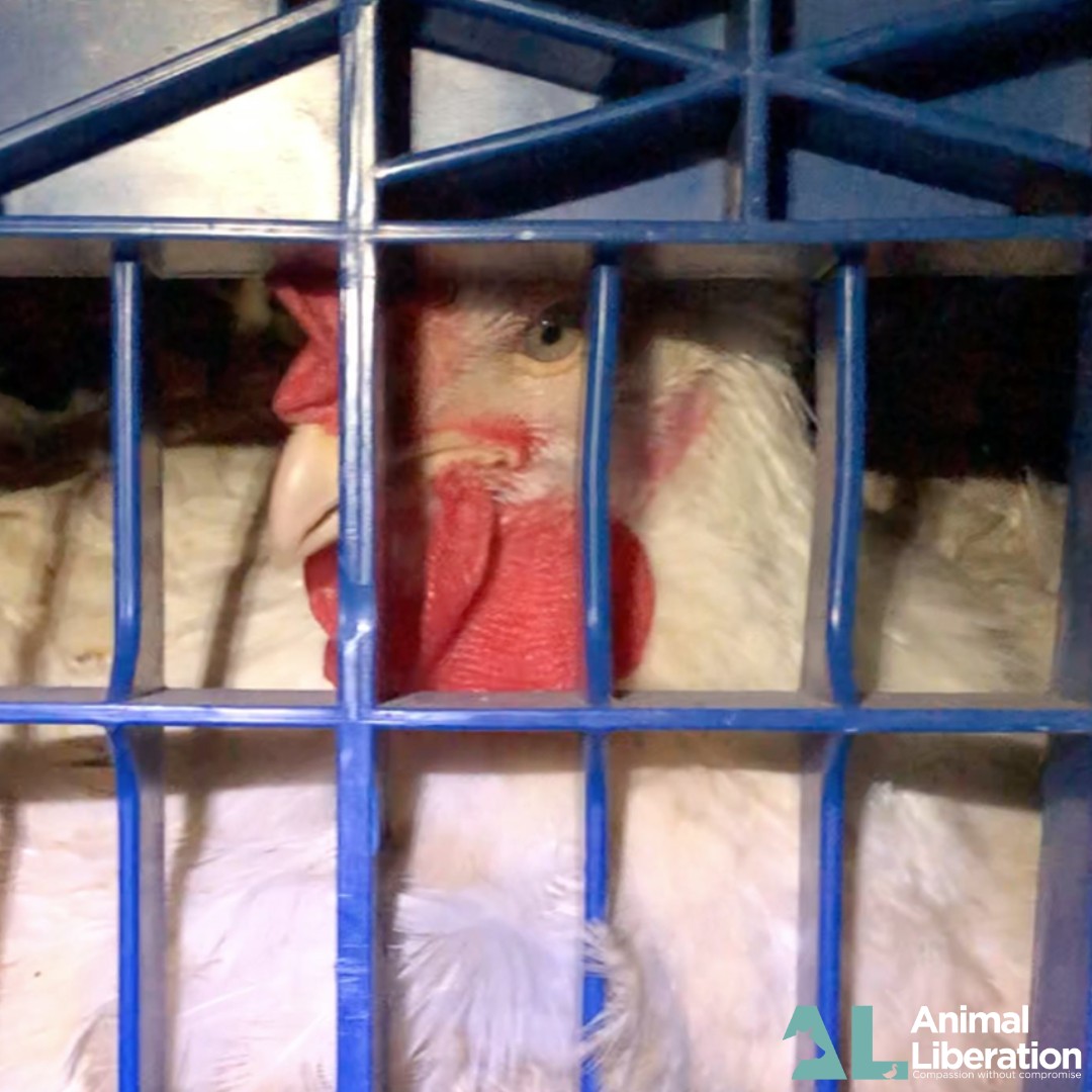 Animal Liberation