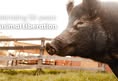 Animal Liberation