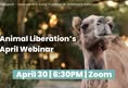 Animal Liberation