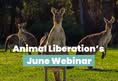Animal Liberation