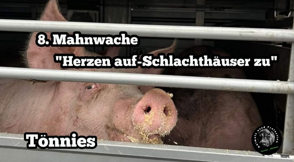 Animals Need Protection