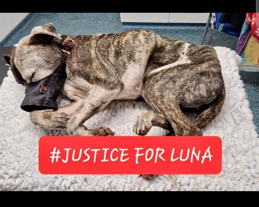 Justice For Animals