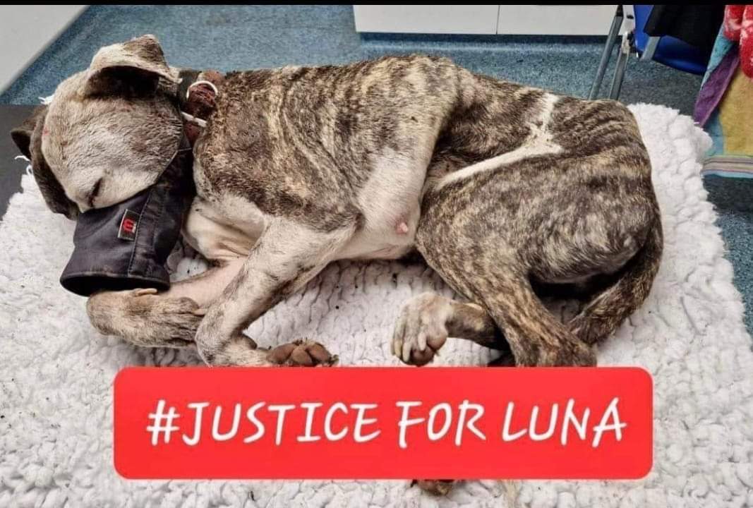 Justice For Animals