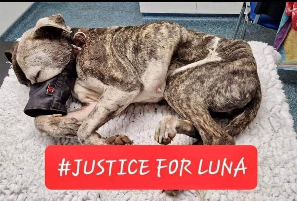 Justice For Animals
