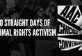 Animal Activism Collective
