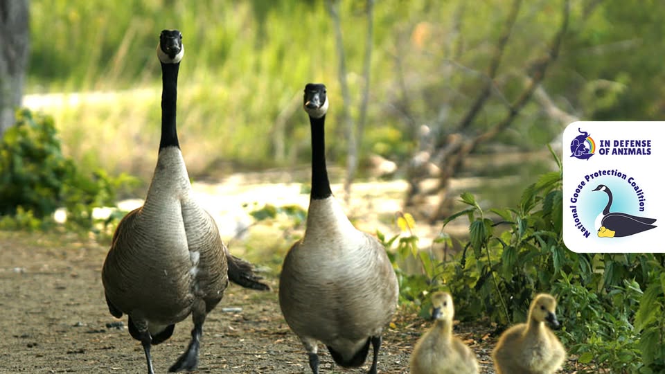 In Defense of Animals
