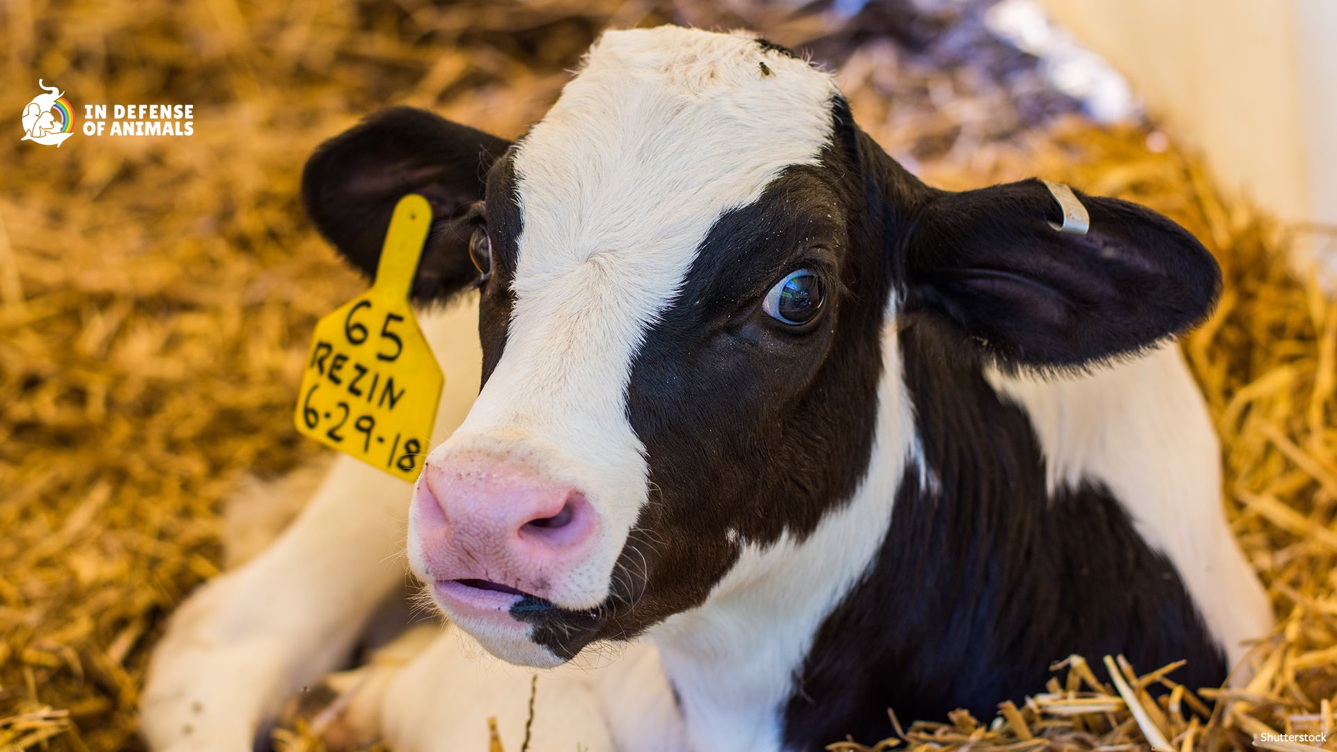 In Defense of Animals