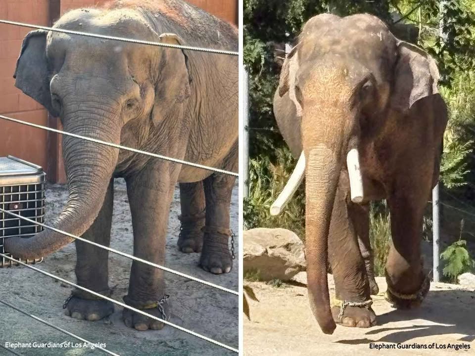 In Defense of Animals