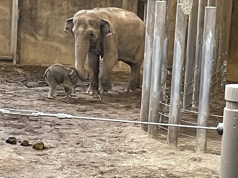 In Defense of Animals