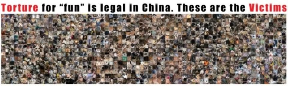 In Defense of Animals