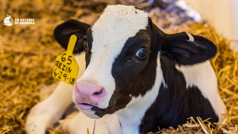 In Defense of Animals