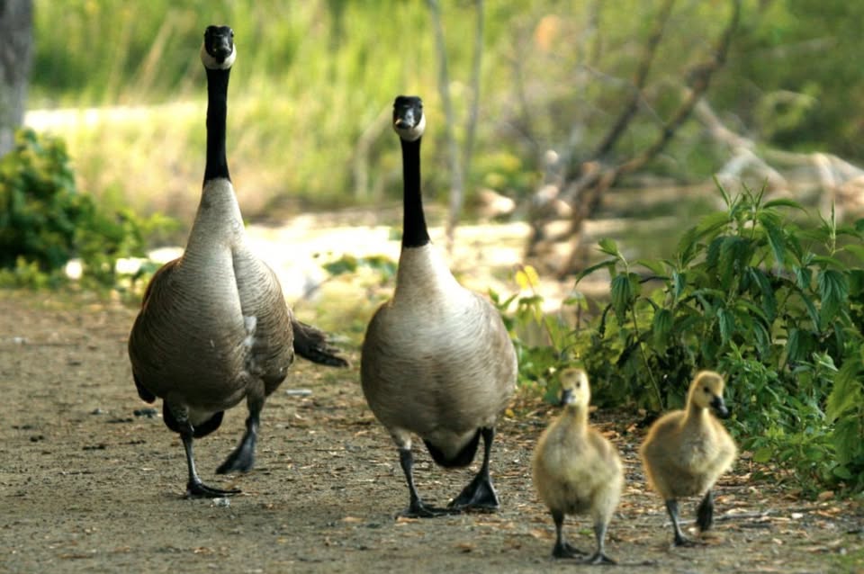 In Defense of Animals