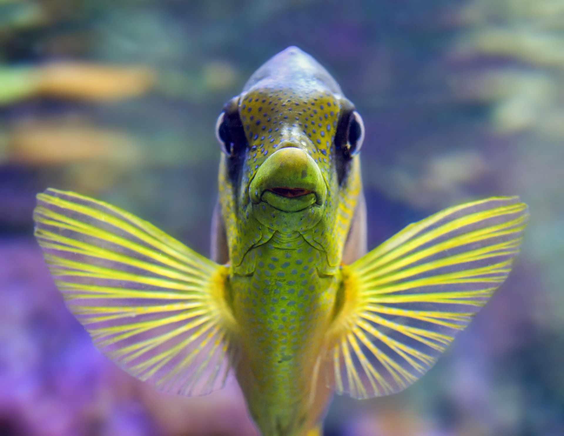 In Defense of Animals