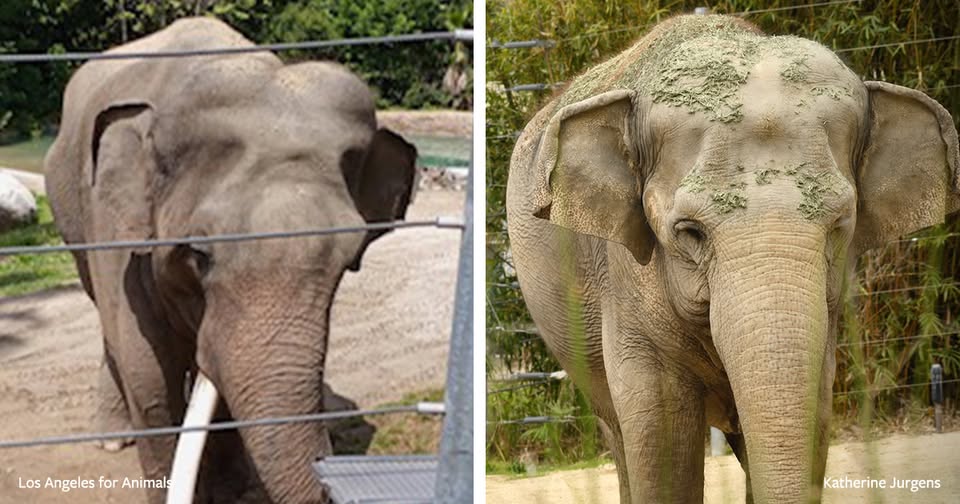 In Defense of Animals
