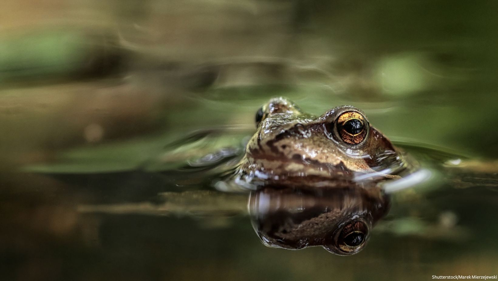 In Defense of Animals