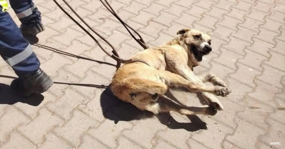 In Defense of Animals