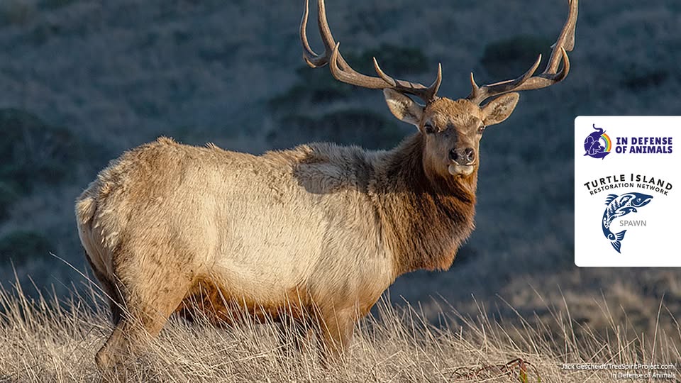 In Defense of Animals