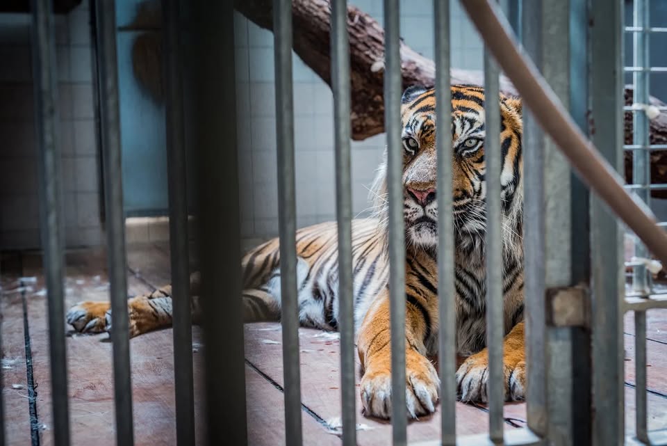 In Defense of Animals