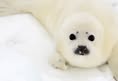 In Defense of Animals
