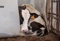 In Defense of Animals