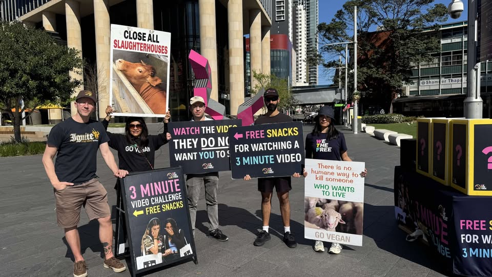 Animal Rights Activism Sydney