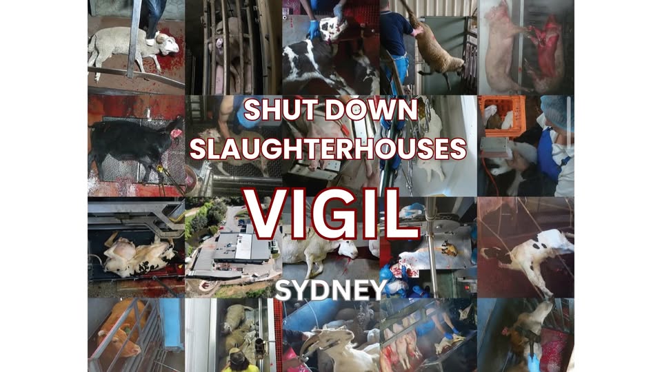 Animal Rights Activism Sydney