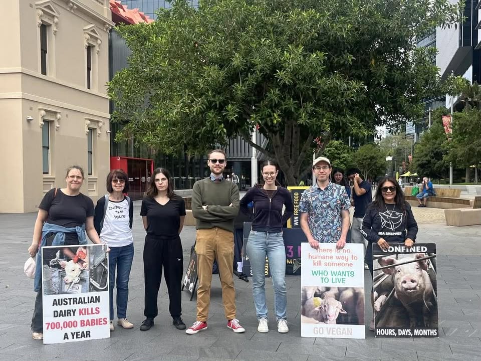 Animal Rights Activism Sydney