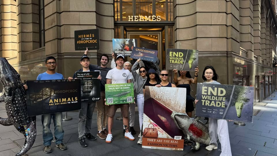 Animal Rights Activism Sydney