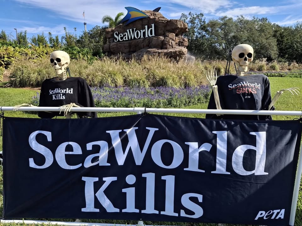 Animal Rights Florida