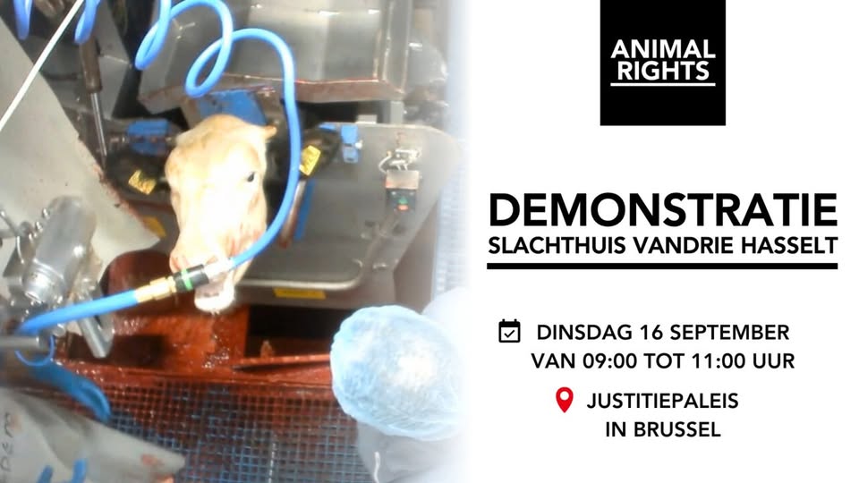 Animal Rights NL