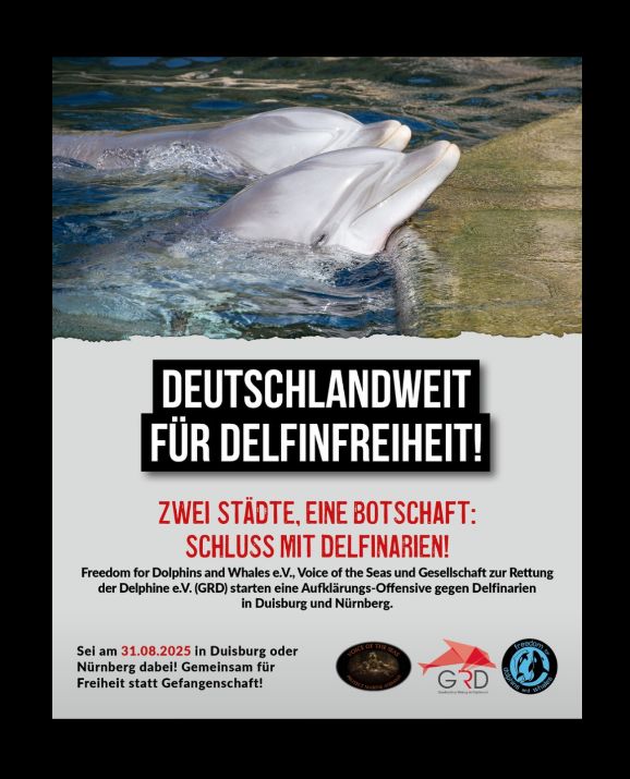 Freedom for dolphins and whales