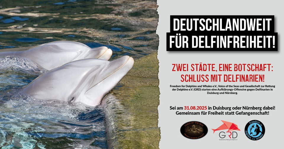 Freedom for dolphins and whales