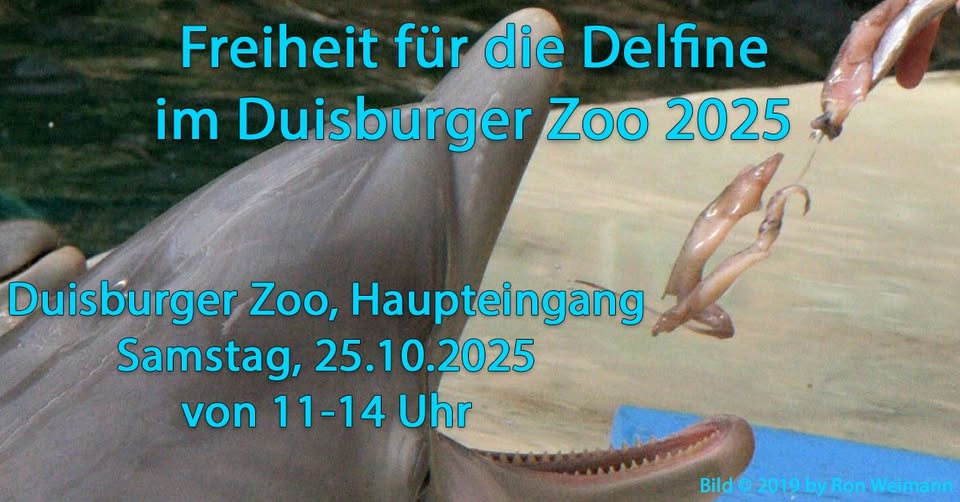 Freedom for dolphins and whales