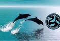 SAVE SEA Animals