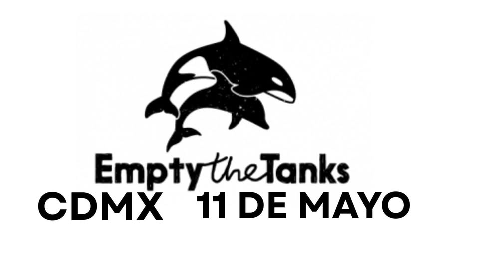 Dolphin Freedom