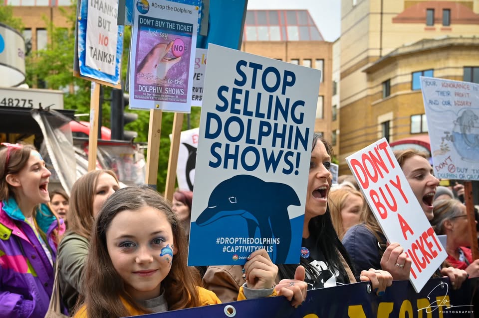 Dolphin Freedom