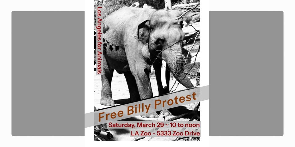 Los Angeles For Animals