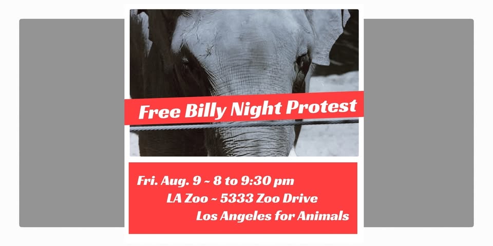 Los Angeles For Animals