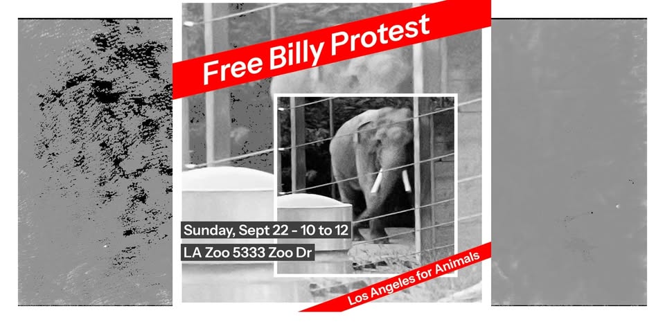 Los Angeles For Animals