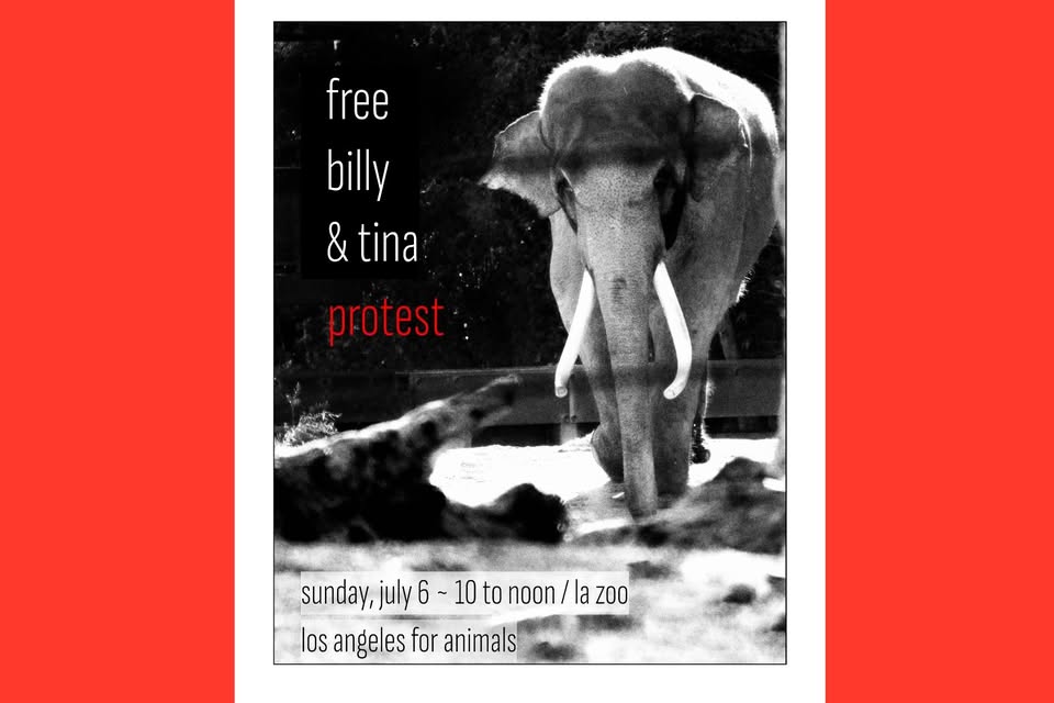 Los Angeles For Animals