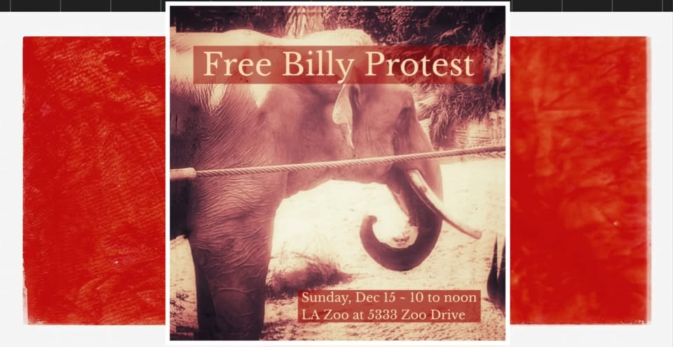 Los Angeles For Animals