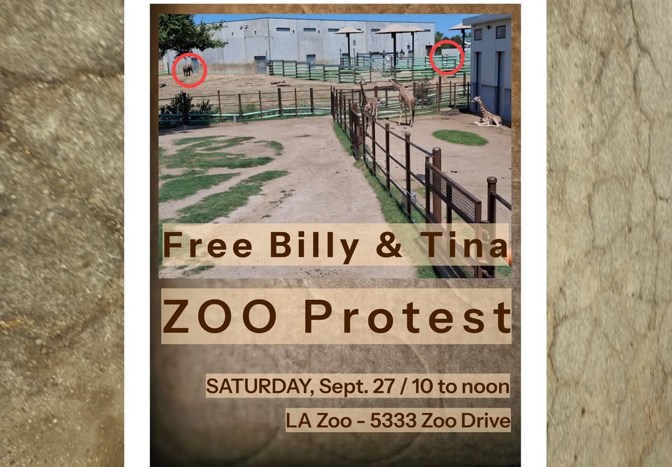 Los Angeles For Animals
