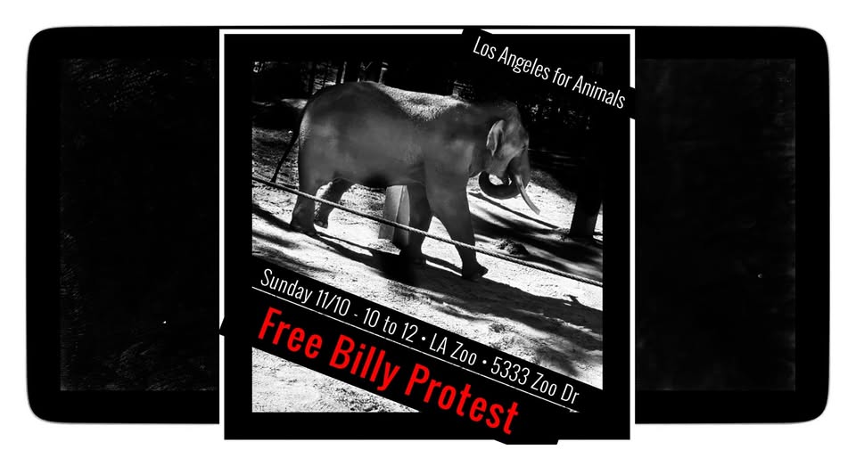 Los Angeles For Animals
