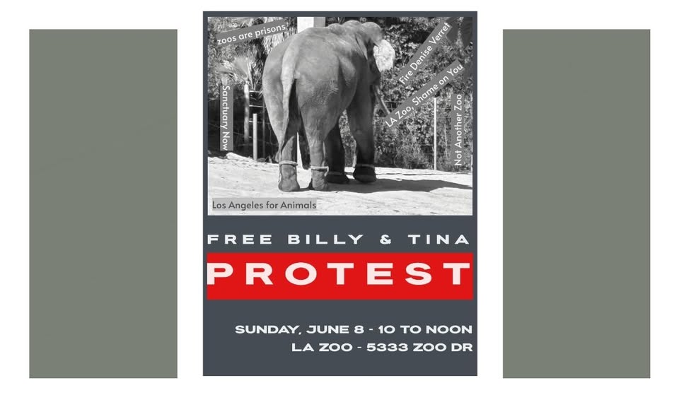Los Angeles For Animals